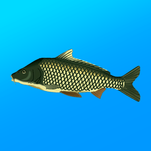 True Fishing. Fishing simulator
